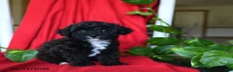 Bichpoo dogs for sale: Scout - Ad 3