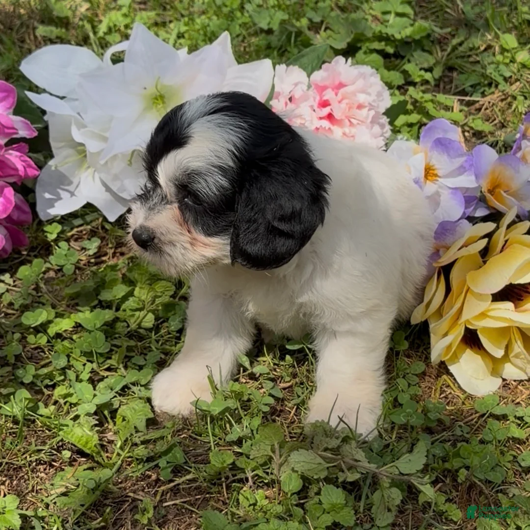 Mini Goldendoodle dogs for sale: Hazel - Ad 6