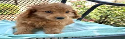 Mini Goldendoodle dogs for sale: Goldie - Ad 7