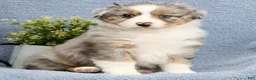 Miniature Australian Shepherd dogs for sale: Riley - Ad 3
