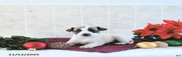 Jack Russell Terrier dogs for sale: Dixie - Ad 9
