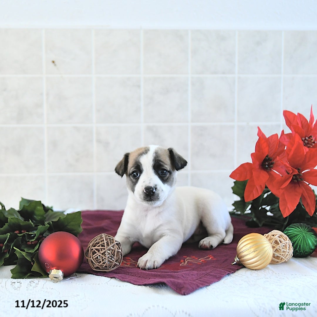 Jack Russell Terrier dogs for sale: Dixie - Ad 9