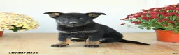 Mixed Breed dogs for sale: Gabby - Ad 4
