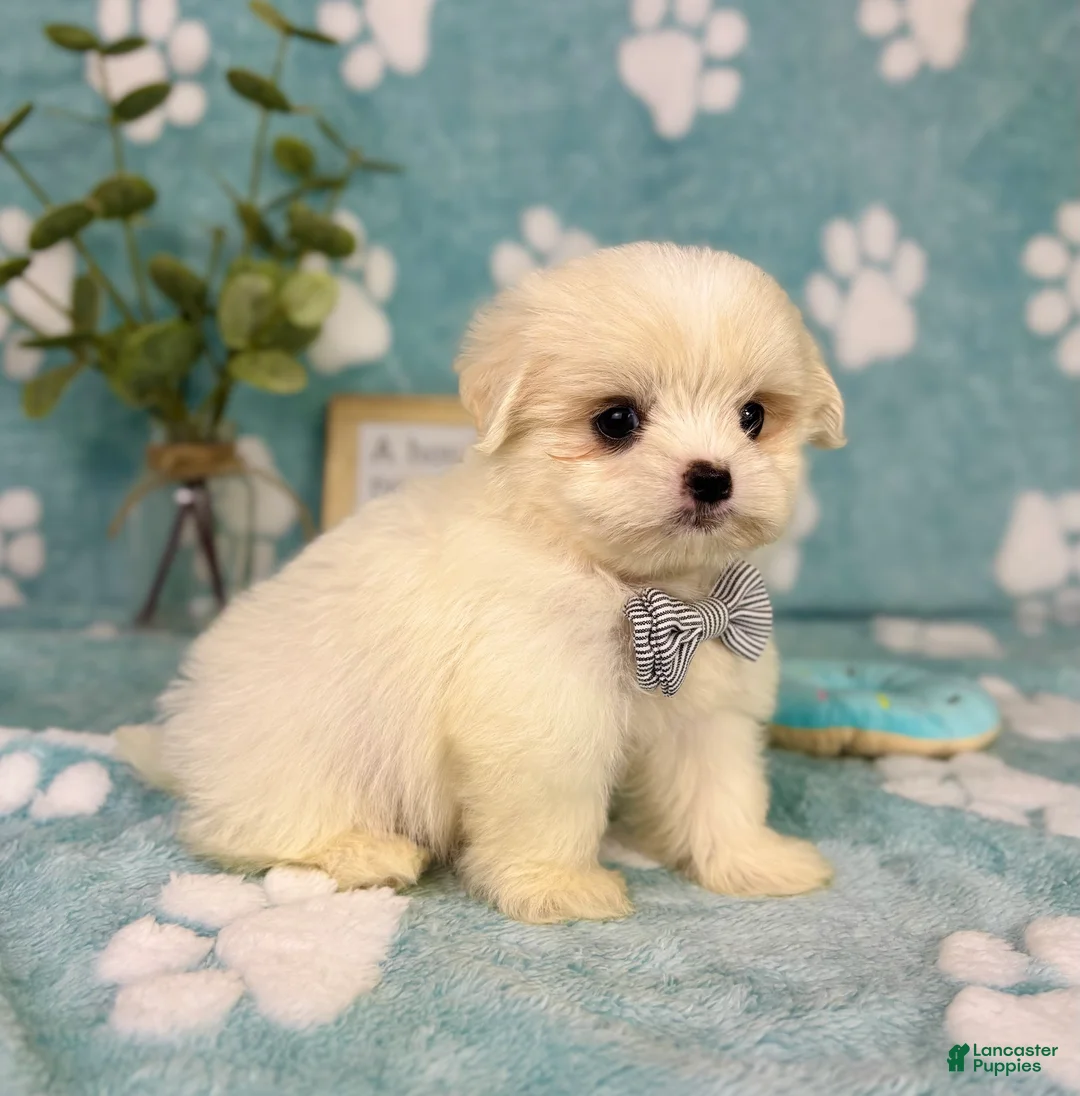 Malshi dogs for sale: Teddy - Ad 9