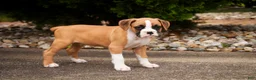 Boxer dogs for sale: Rex - Ad 7