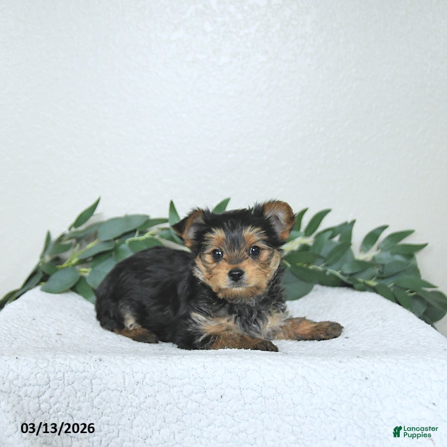 Yorkshire Terrier dogs Thor - EXTRA SMALL - Ad 2