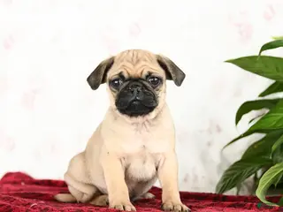 Pug dogs Twix - Ad 15