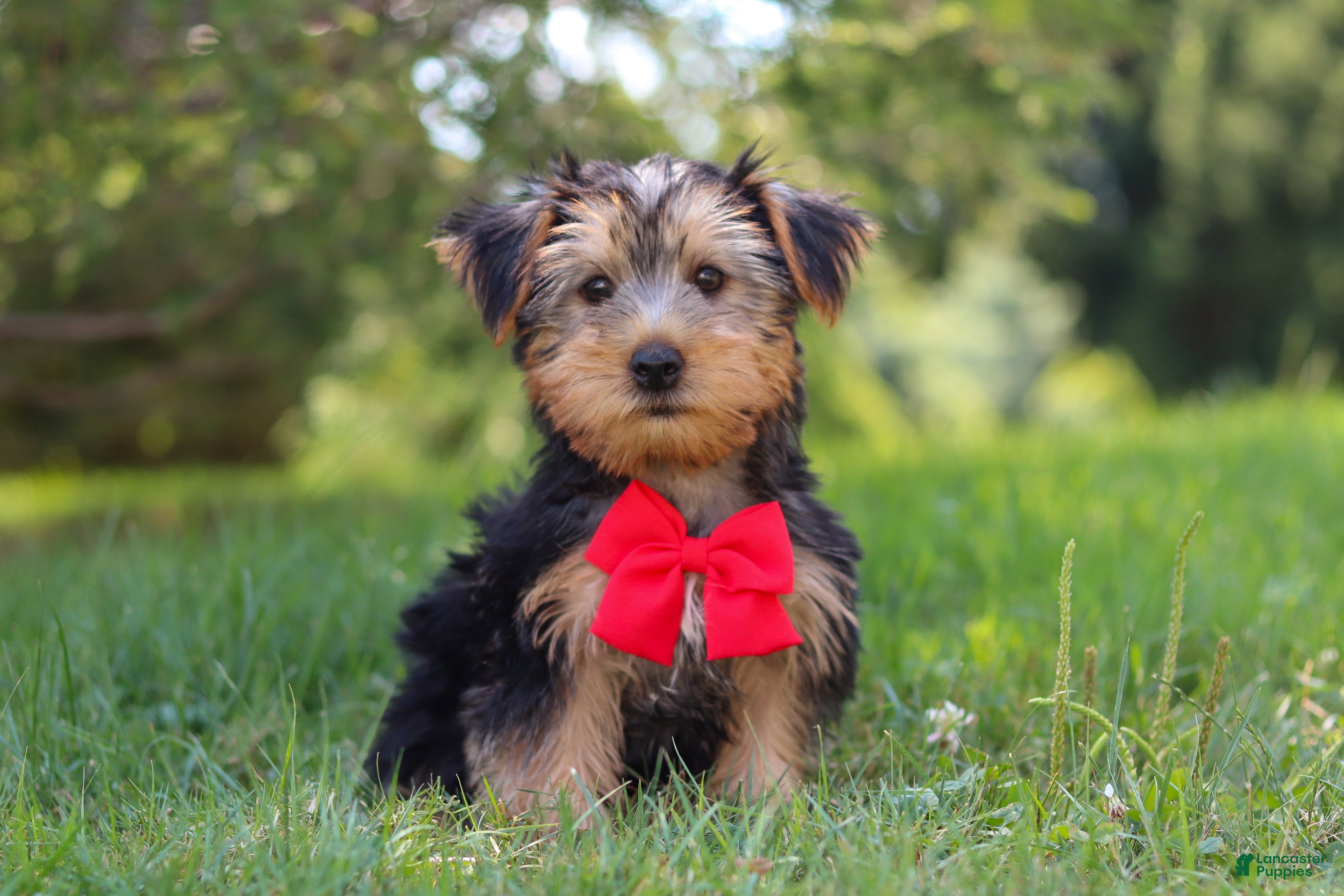 Morkie dogs Marcus - Ad 2