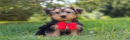 Morkie dogs for sale: Marcus - Ad 4