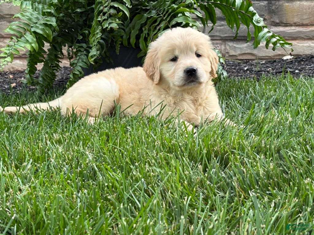 Golden Retriever dogs Teddy - Ad 2