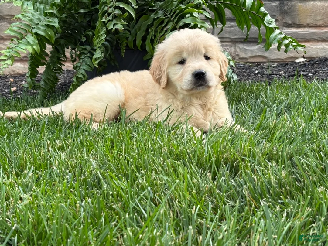 Golden Retriever dogs for sale: Teddy - Ad 2