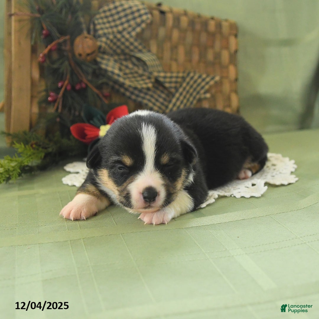 Welsh Corgi Pembroke dogs for sale: Pepper - Ad 1