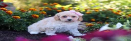 Havapoo dogs for sale: Nicole - Ad 5