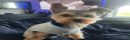 Yorkiepoo dogs for sale: Mr. Buttons - Ad 6