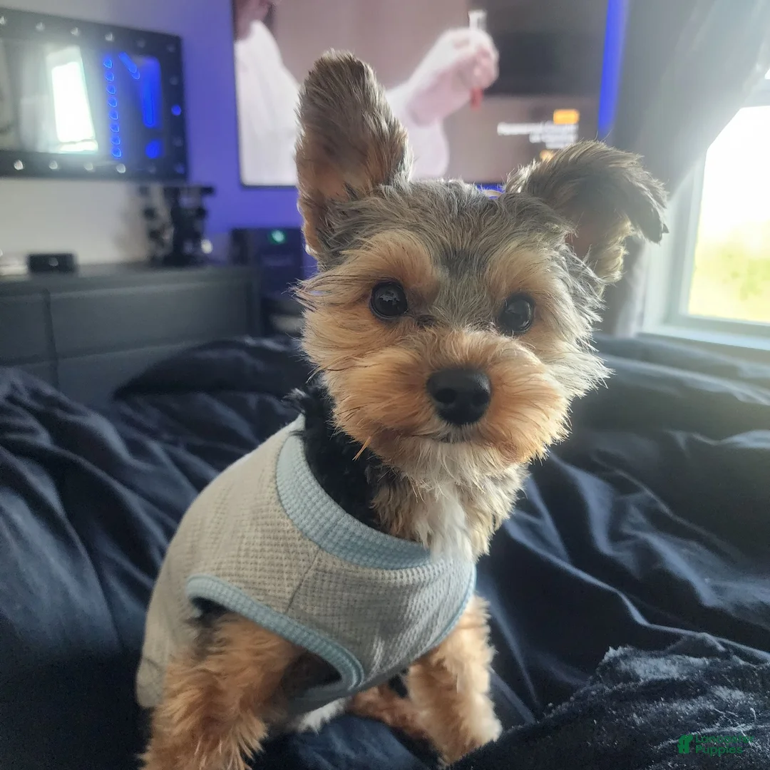 Yorkiepoo dogs for sale: Mr. Buttons - Ad 6