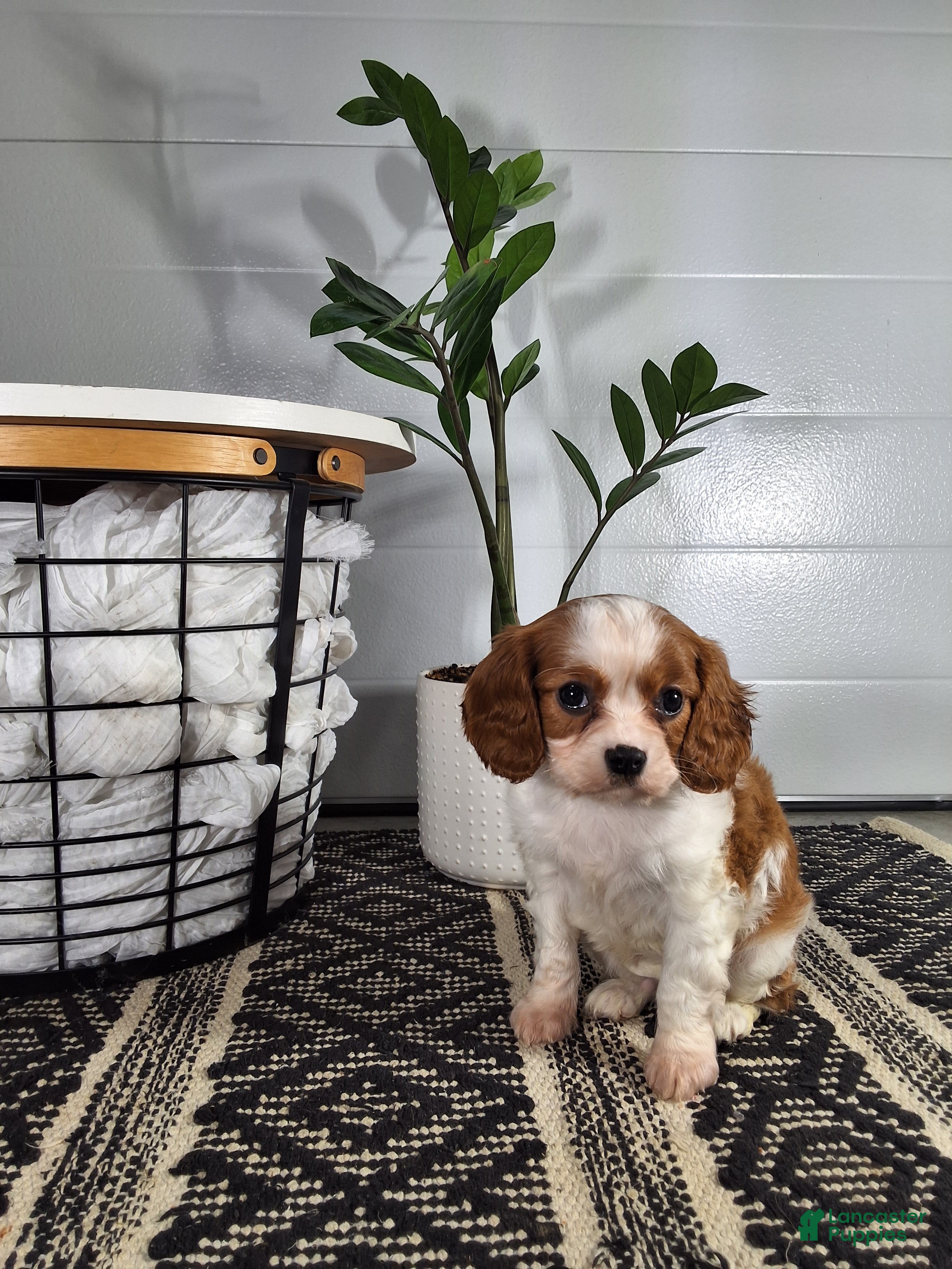Cavalier King Charles Spaniel dogs Cavalier King Charles Spaniel Puppy 2 - Ad 2