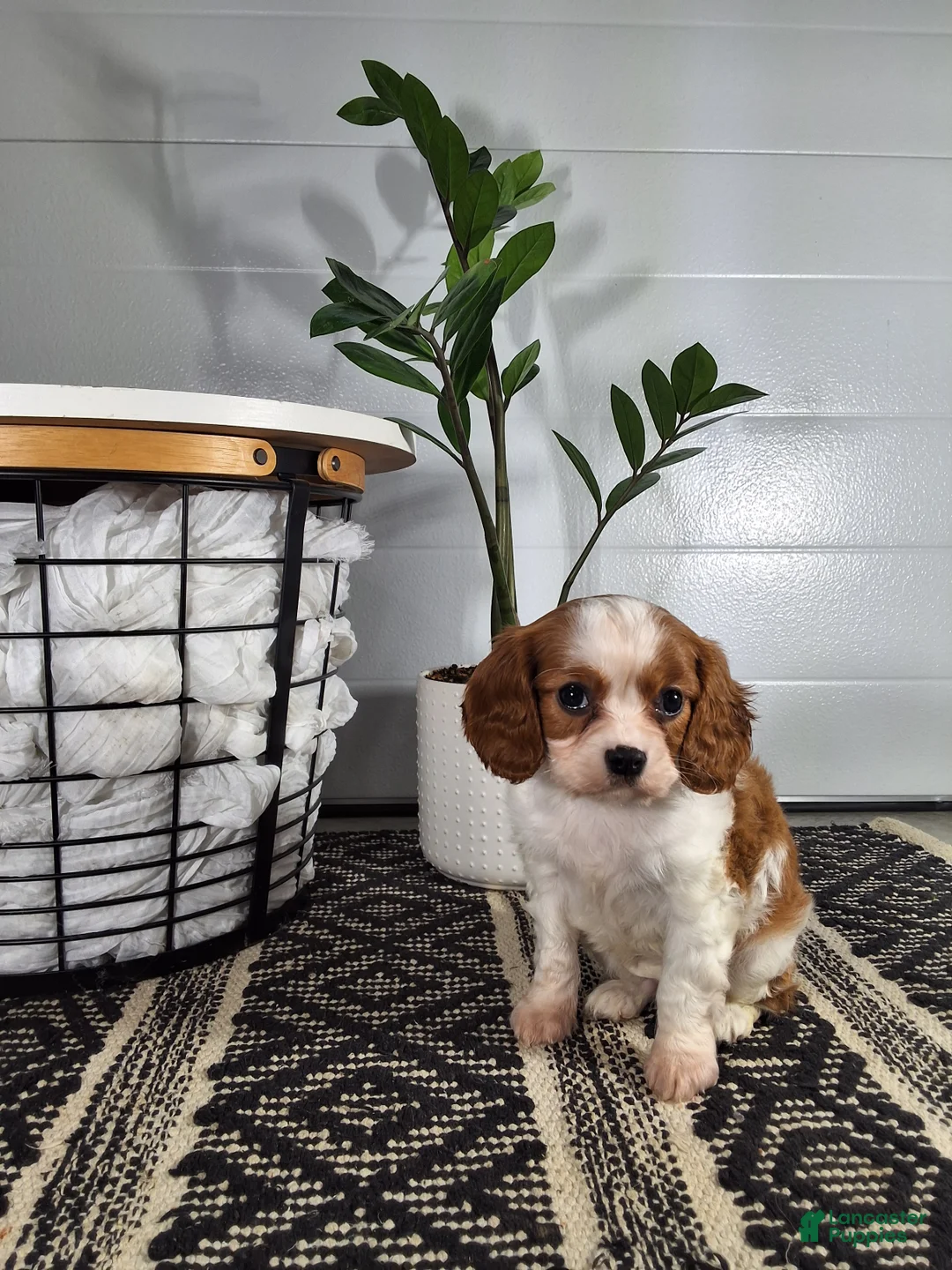 Cavalier King Charles Spaniel dogs for sale: Cavalier King Charles Spaniel Puppy 2 - Ad 2