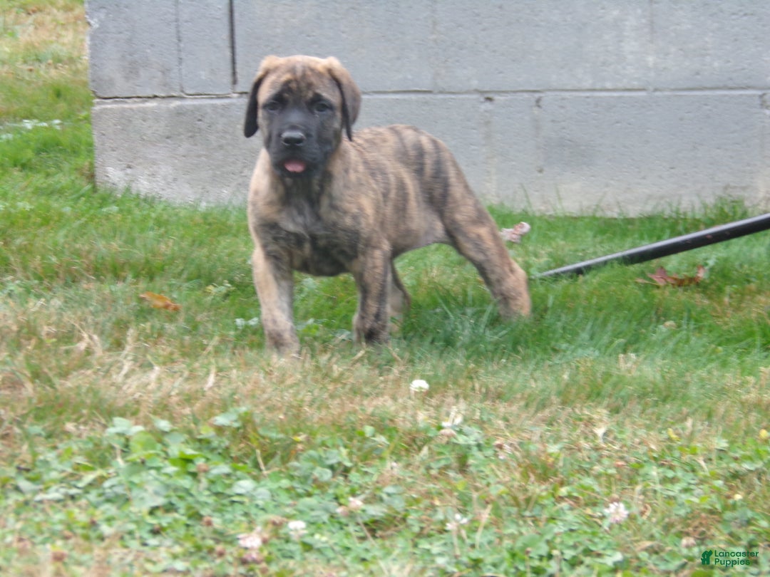 Dade County Craigslist Frenchie Puppies English Mastiff Puppies