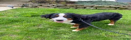 Bernedoodle dogs for sale: Sammy - Ad 12