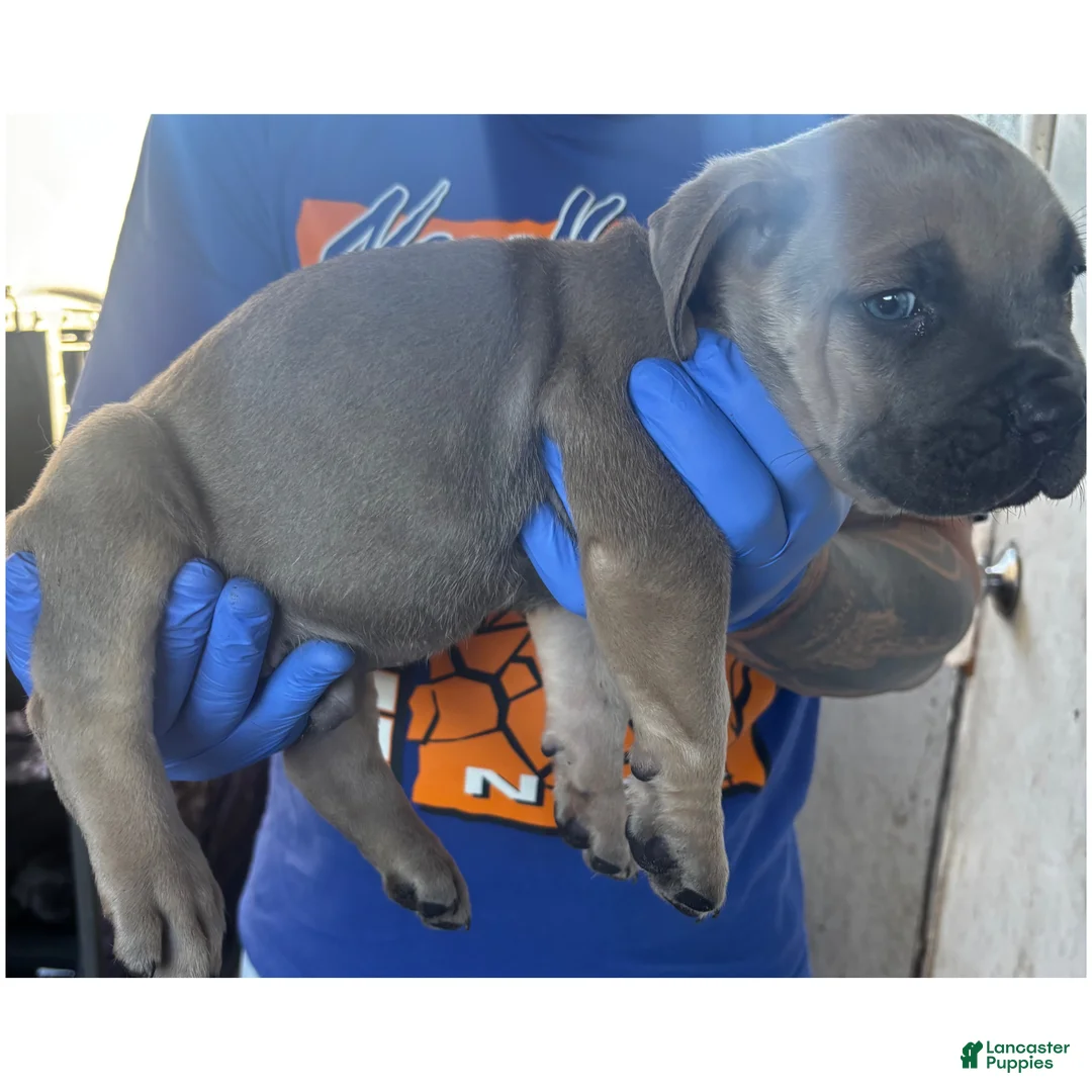 Cane Corso dogs for sale: Cane Corso Puppy 6 - Ad 2