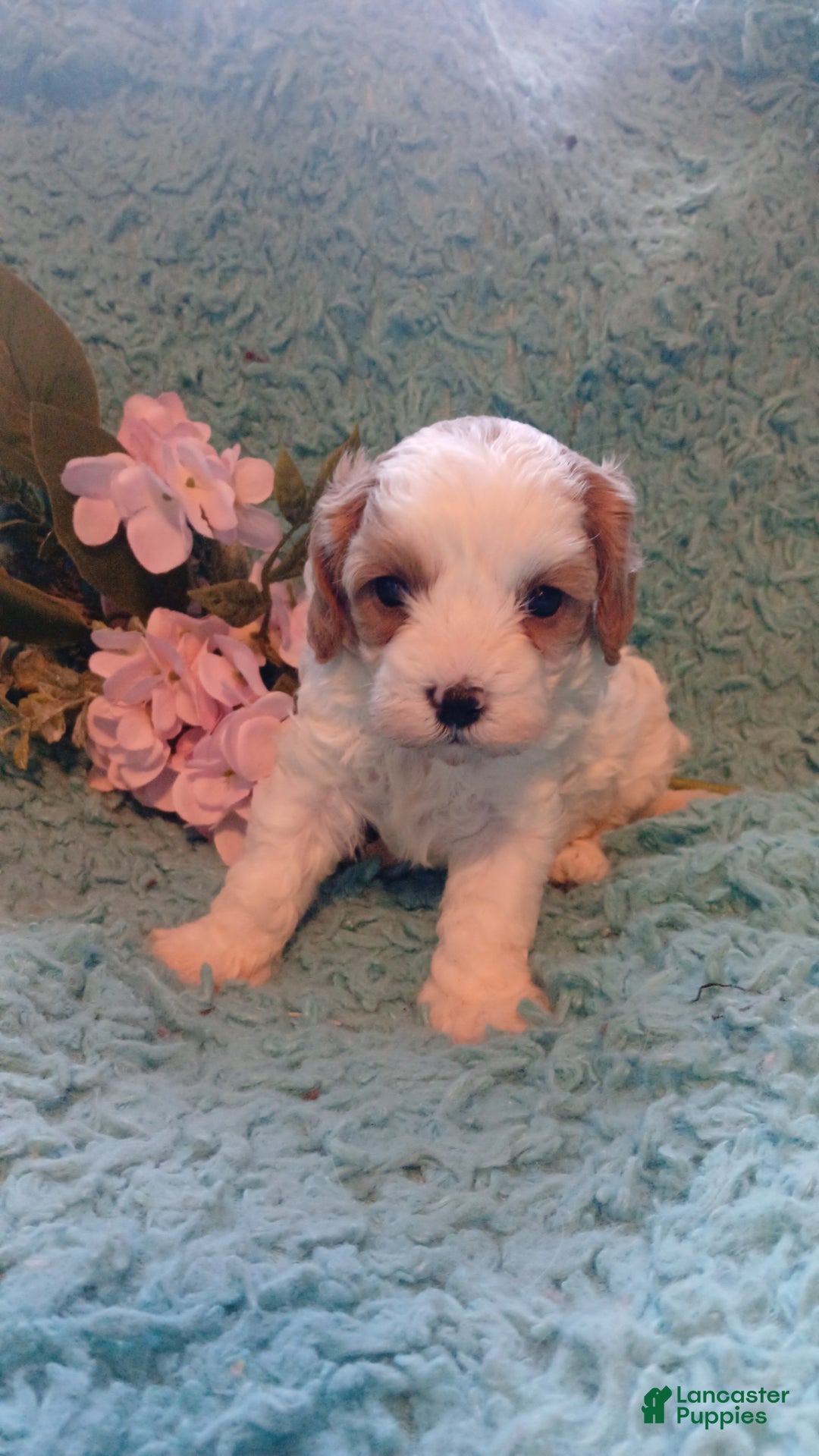 Cavapoo dogs for sale: Daisy - Ad 3
