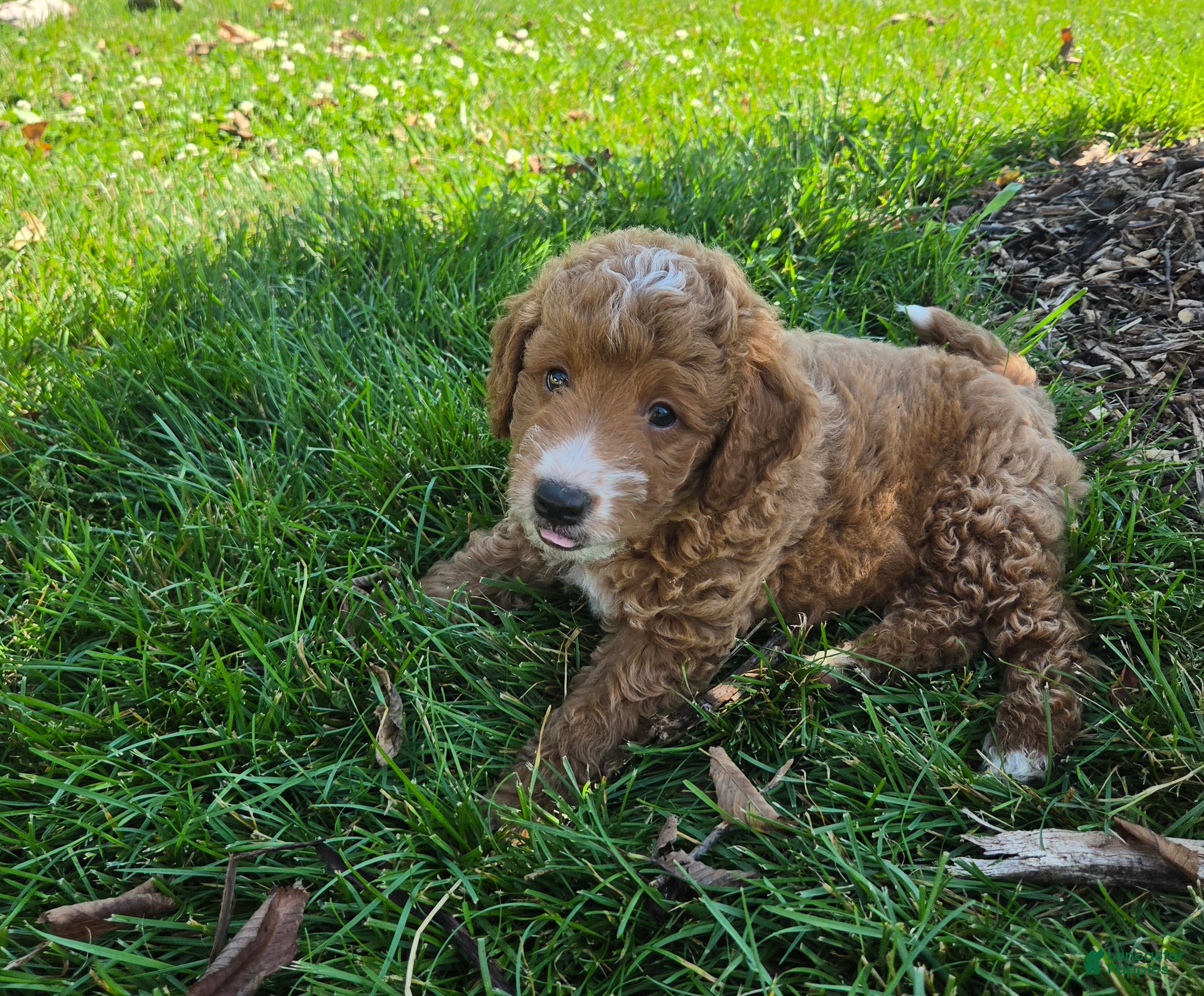 Mini Goldendoodle dogs Kenton - Ad 2