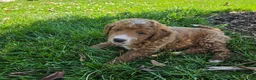 Mini Goldendoodle dogs for sale: Kenton - Ad 2