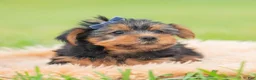 Yorkshire Terrier dogs for sale: Cannoli - Ad 5
