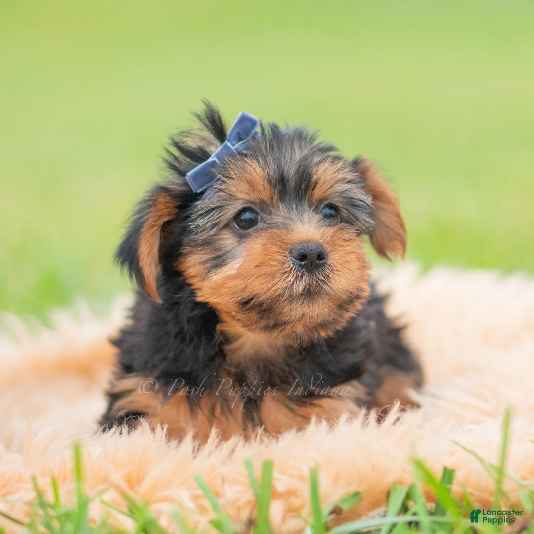 Yorkshire Terrier dogs for sale: Cannoli - Ad 5
