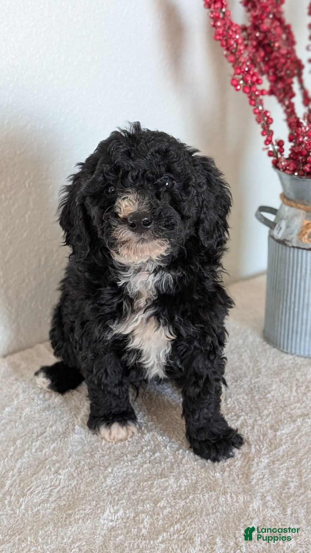 Mini Bernedoodle dogs for sale: Victor - Ad 2