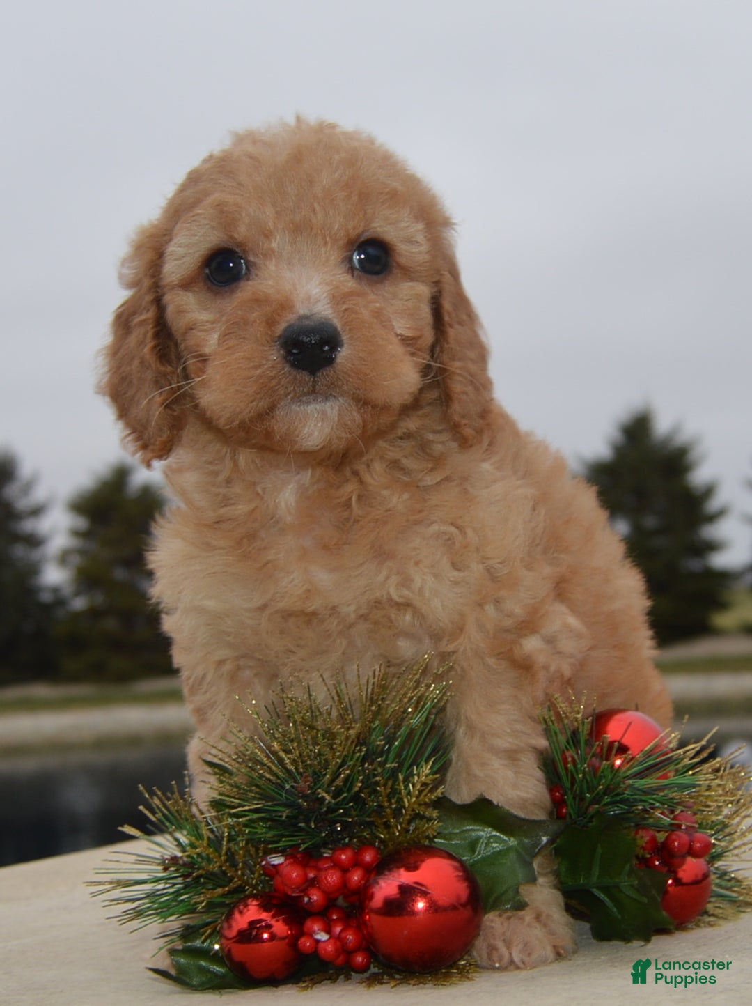 Irish Doodle dogs for sale: Mini Izzy - Ad 15