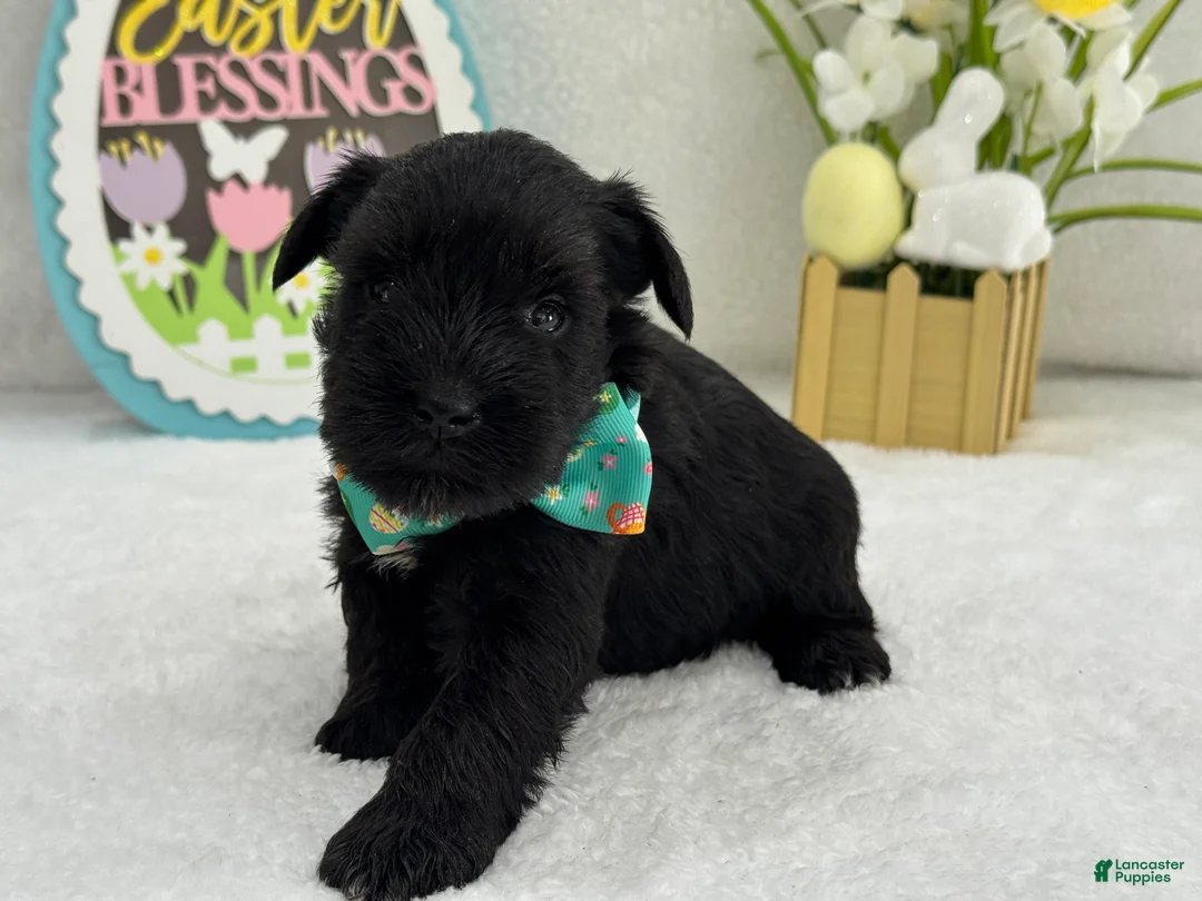 Miniature Schnauzer dogs for sale: Bleu Male 3  - Ad 2