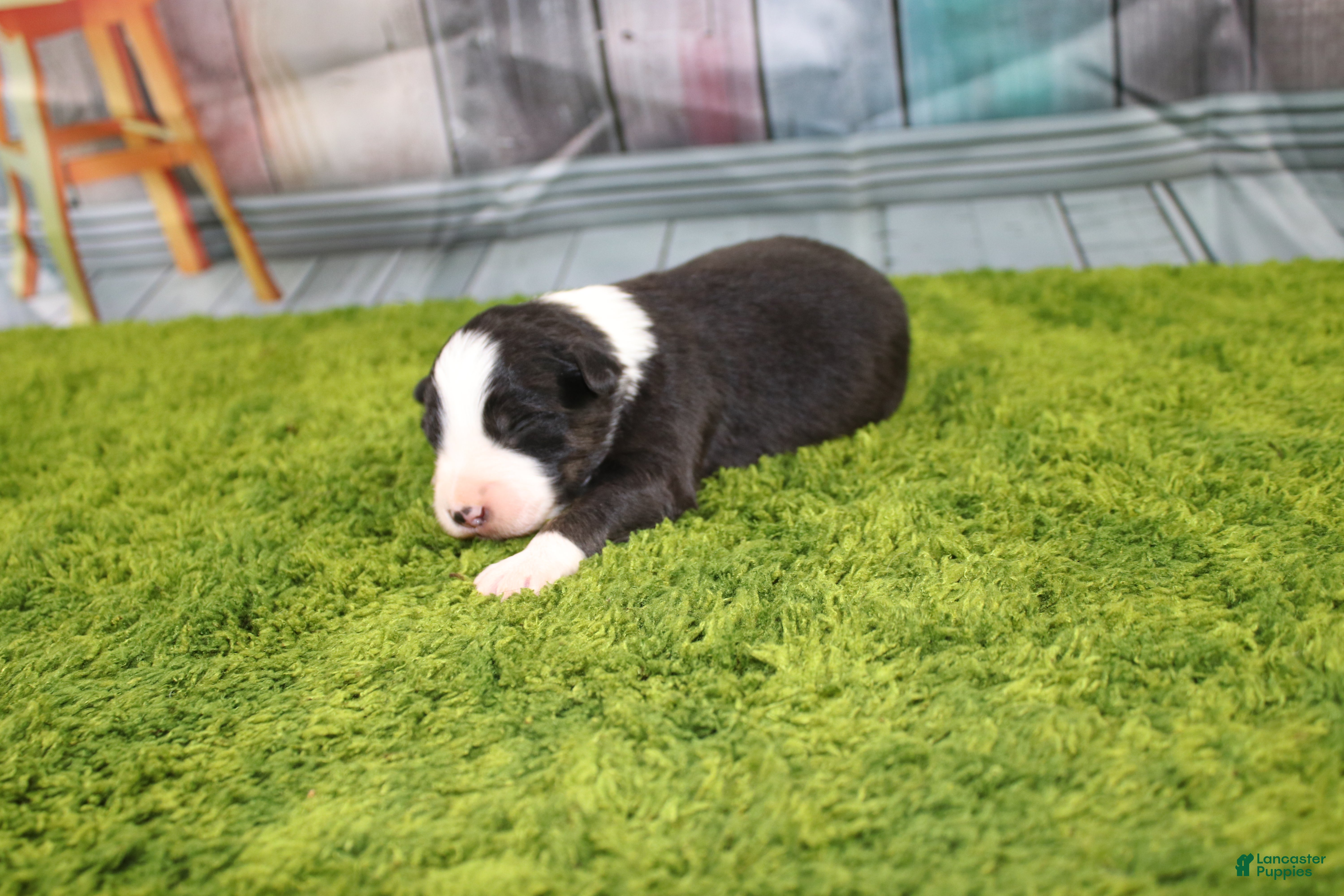 Australian Shepherd dogs Australian Shepherd Puppy 3 - Ad 9