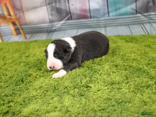 Australian Shepherd dogs Australian Shepherd Puppy 3 - Ad 9
