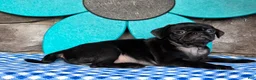 Pug dogs for sale: Basil - Ad 4