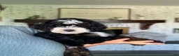 Mini Bernedoodle dogs for sale: Tucker - Ad 4