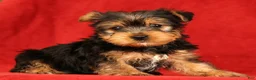 Yorkshire Terrier dogs for sale: Haven - Ad 1