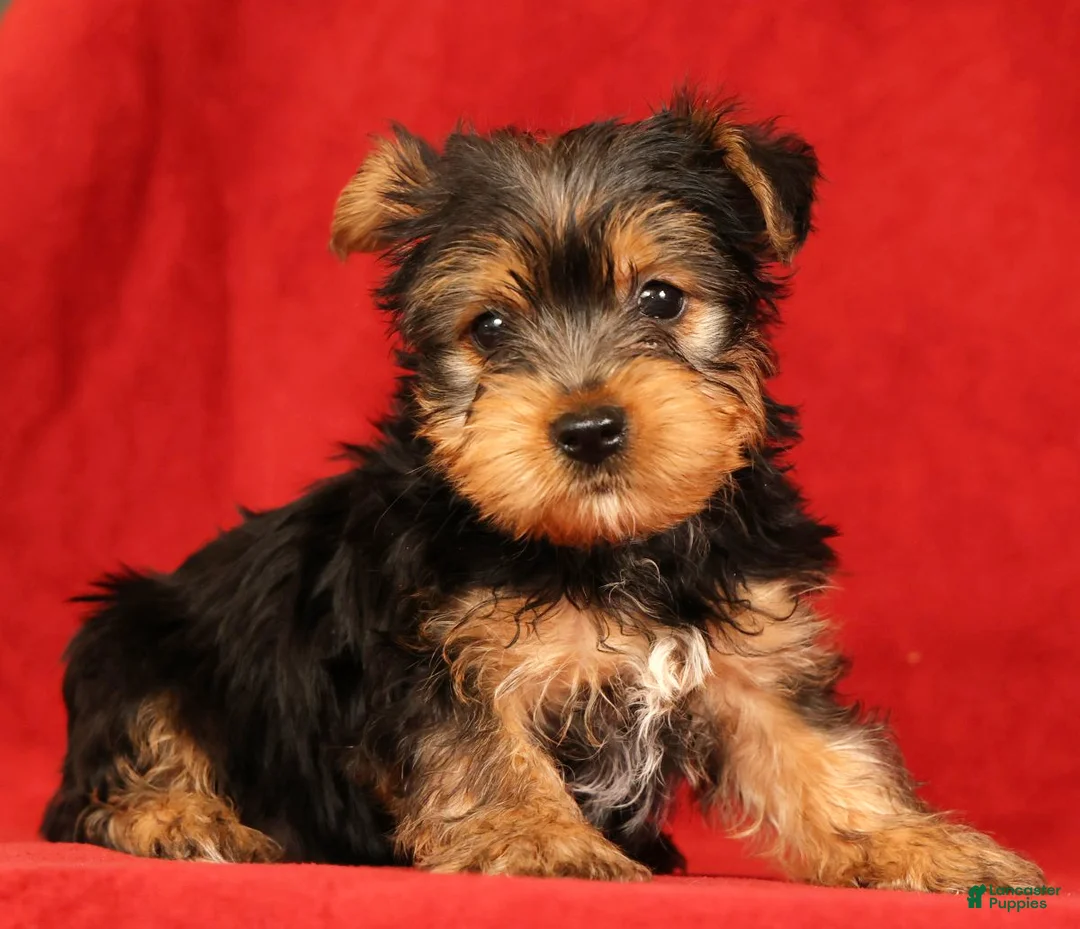 Yorkshire Terrier dogs for sale: Haven - Ad 1