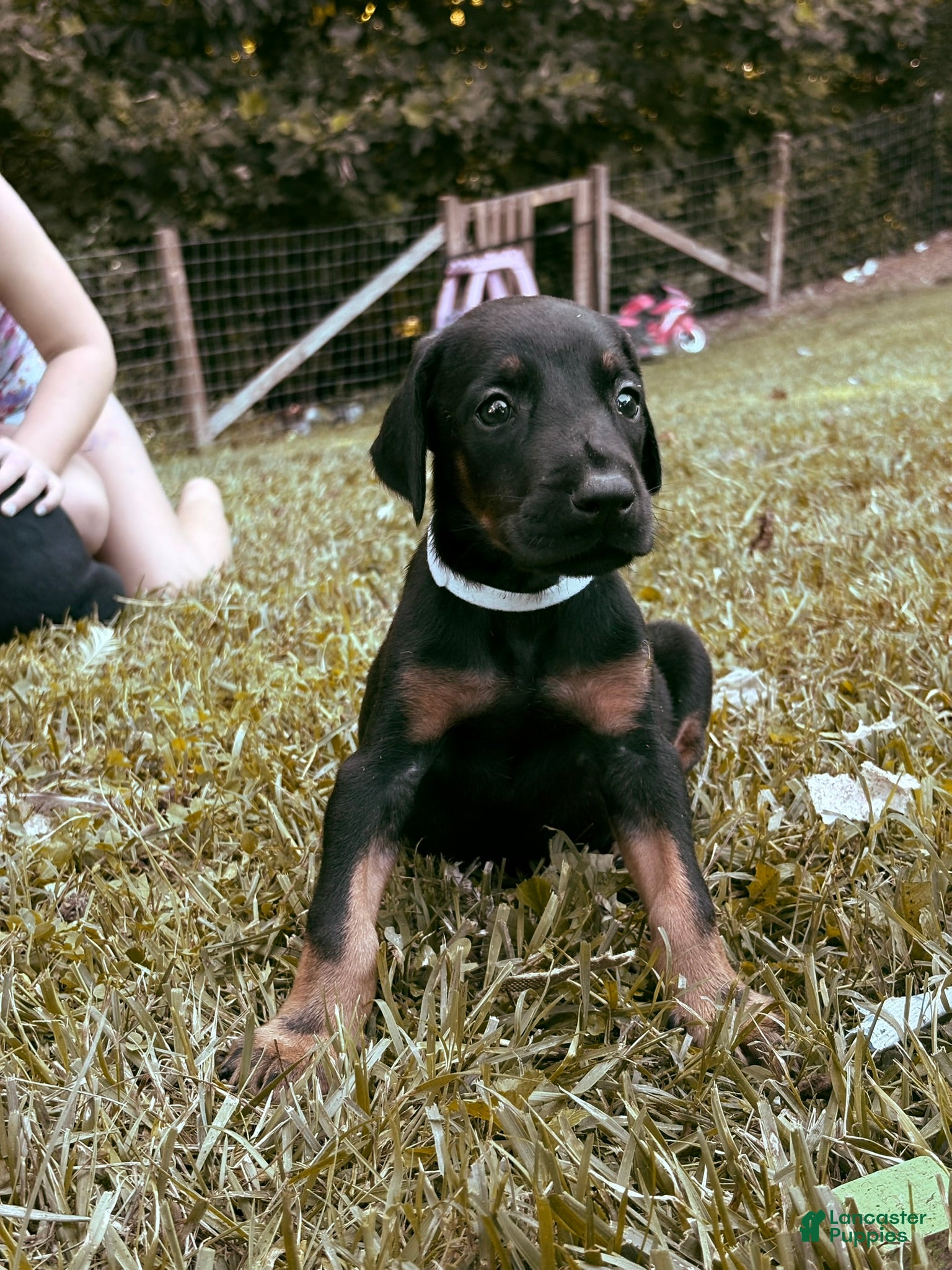 Doberman Pinscher dogs Ghost - Ad 1