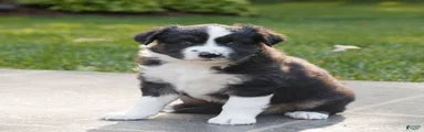 Charlie 