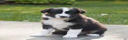 Miniature Australian Shepherd dogs for sale: Charlie  - Ad 1