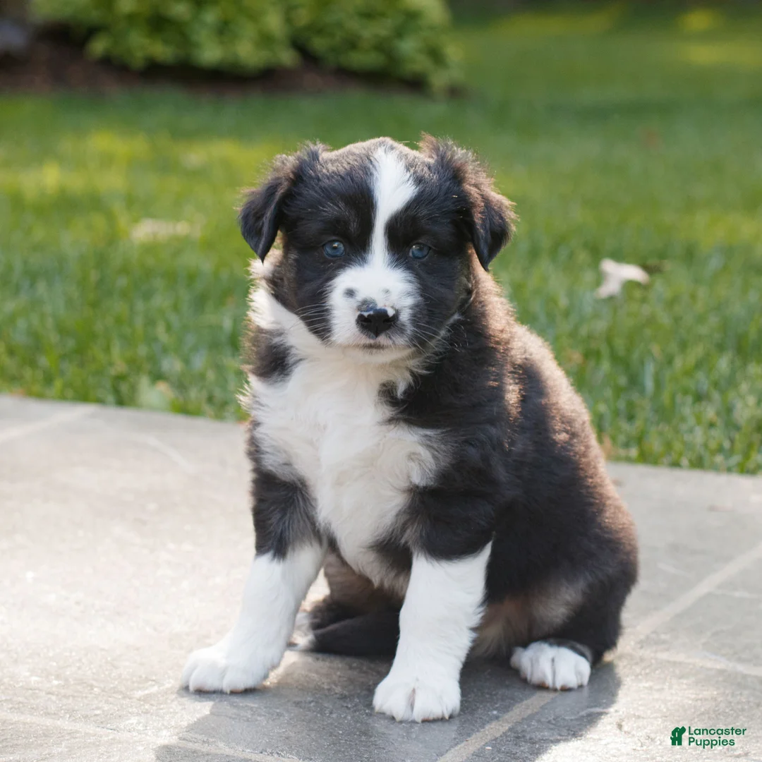Miniature Australian Shepherd dogs for sale: Charlie  - Ad 1