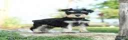 Miniature Schnauzer dogs for sale: Little cutie - Ad 5