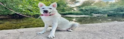 German Shepherd dogs for sale: Sylvia  - Ad 10