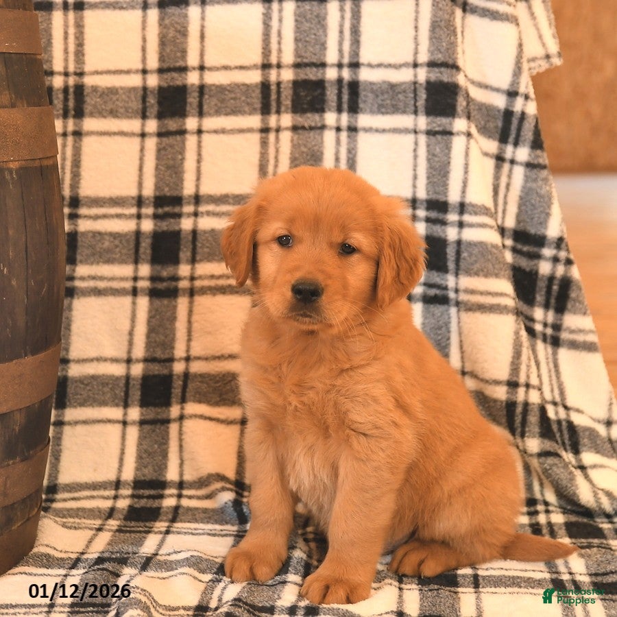 Golden Retriever dogs Victor  - Ad 7