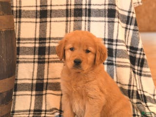 Golden Retriever dogs Victor - Ad 1