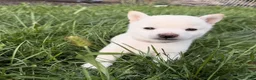 Shiba Inu dogs for sale: Miso - Ad 3