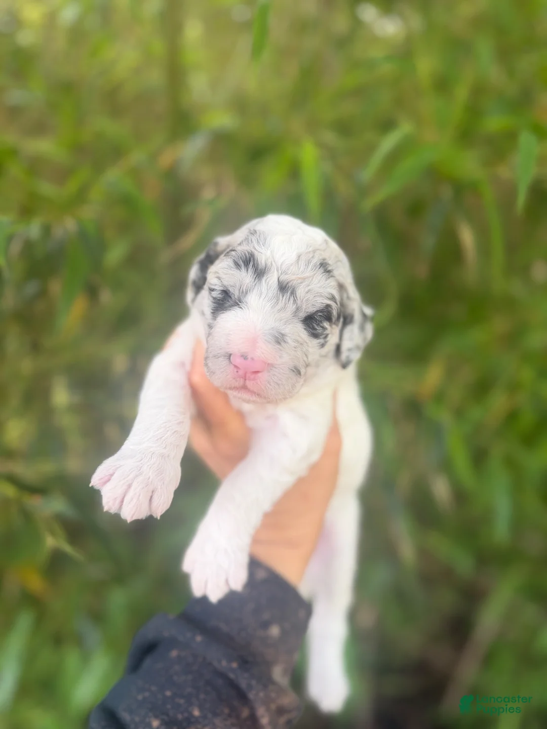 Aussiedoodle dogs for sale: Aussiedoodle Puppy 3 - Ad 1