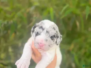 Aussiedoodle dogs Aussiedoodle Puppy 3 - Ad 21