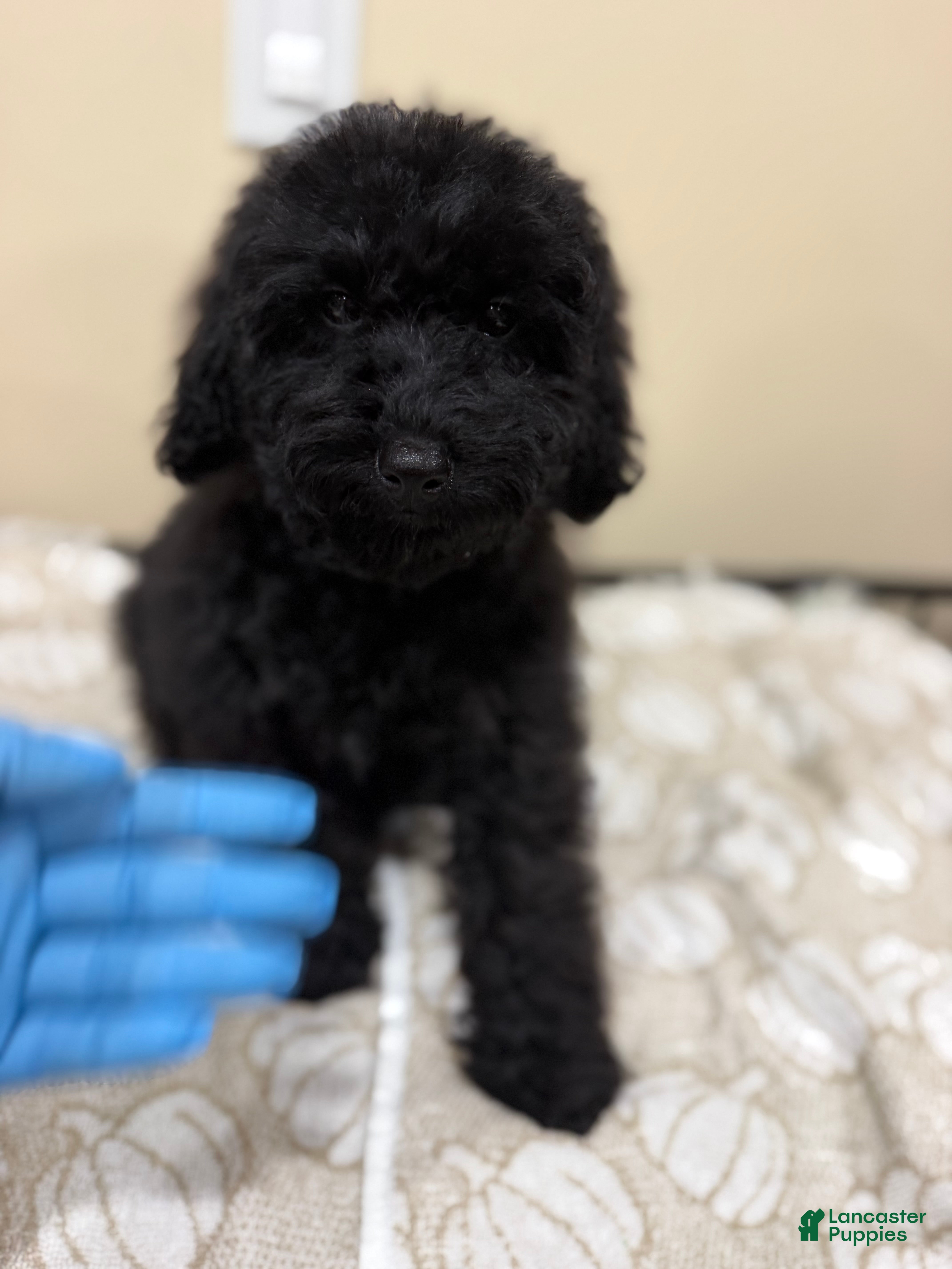 Toy Poodle dogs Toy Poodle 2 - Ad 19